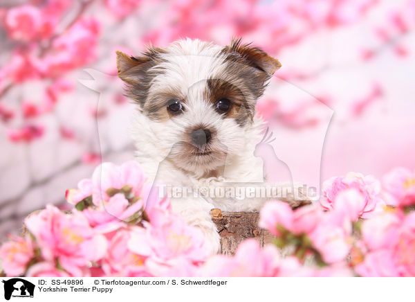 Yorkshire Terrier Puppy / SS-49896