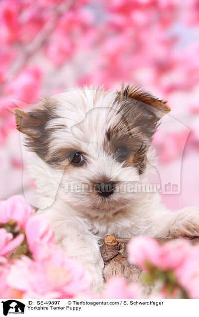Yorkshire Terrier Puppy / SS-49897