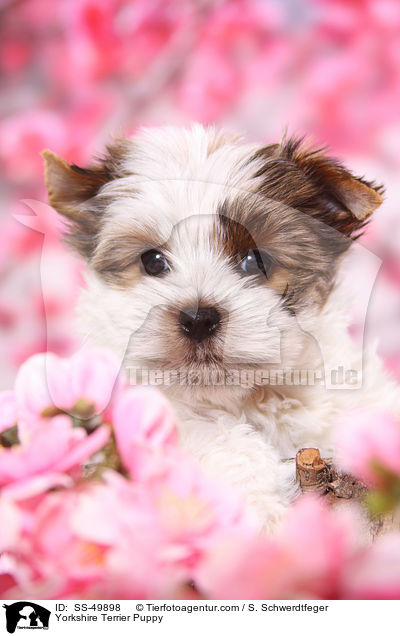 Yorkshire Terrier Puppy / SS-49898