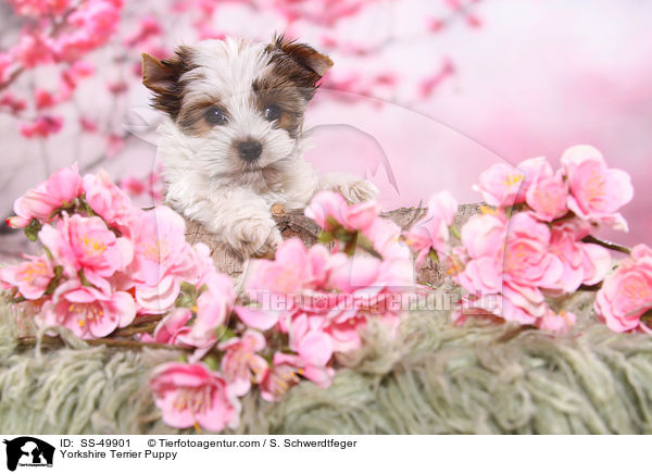 Yorkshire Terrier Puppy / SS-49901