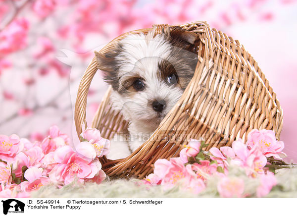 Yorkshire Terrier Puppy / SS-49914