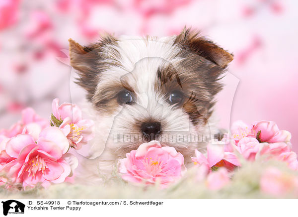 Yorkshire Terrier Puppy / SS-49918
