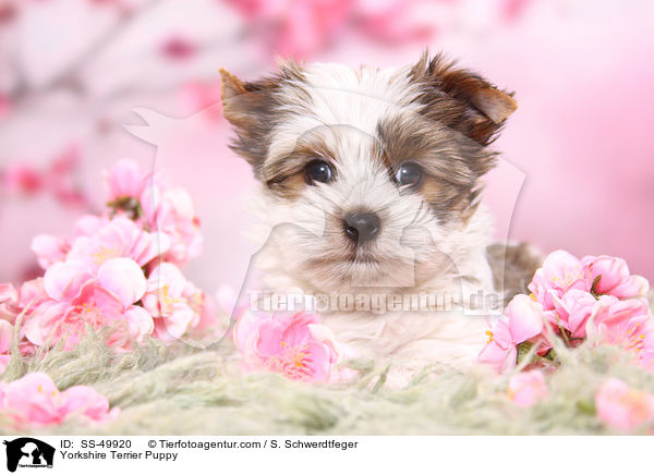 Yorkshire Terrier Puppy / SS-49920
