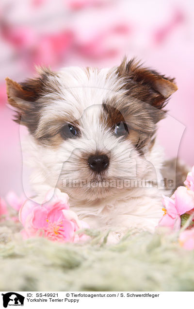 Yorkshire Terrier Puppy / SS-49921