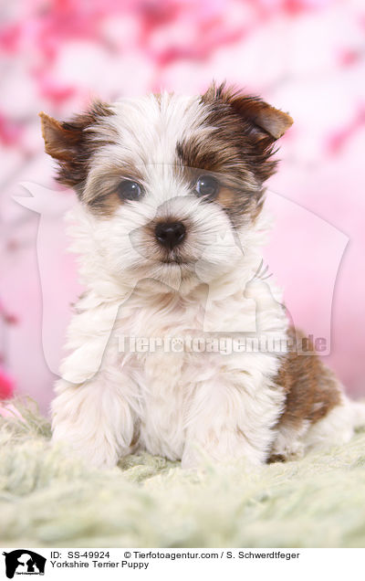 Yorkshire Terrier Puppy / SS-49924
