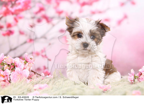 Yorkshire Terrier Puppy / SS-49926
