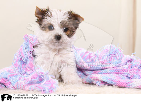 Yorkshire Terrier Puppy / SS-49928