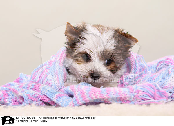 Yorkshire Terrier Puppy / SS-49935