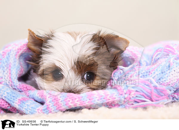 Yorkshire Terrier Puppy / SS-49936