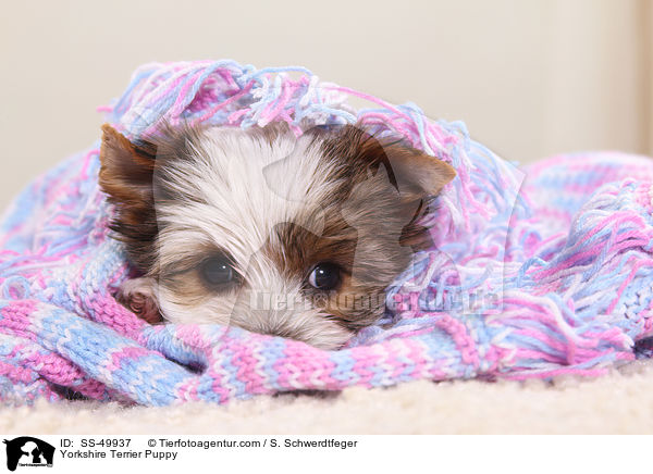 Yorkshire Terrier Puppy / SS-49937