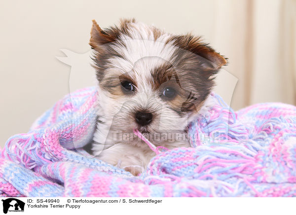 Yorkshire Terrier Puppy / SS-49940