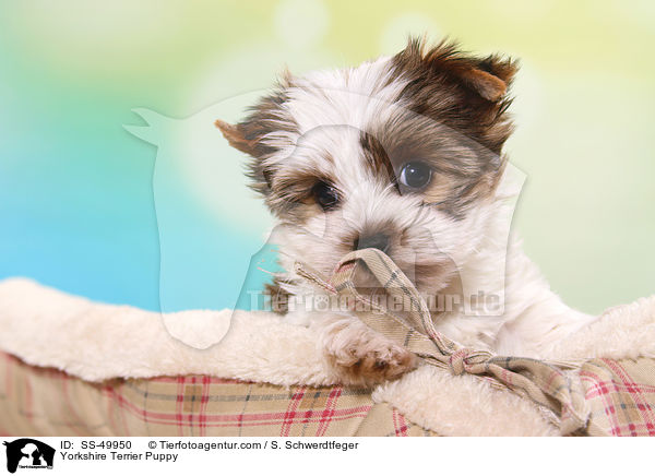 Yorkshire Terrier Puppy / SS-49950