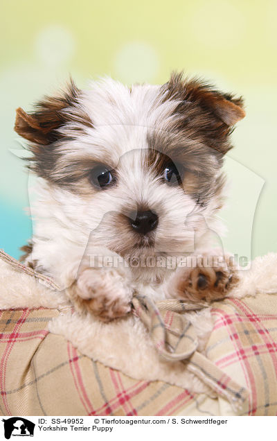 Yorkshire Terrier Puppy / SS-49952