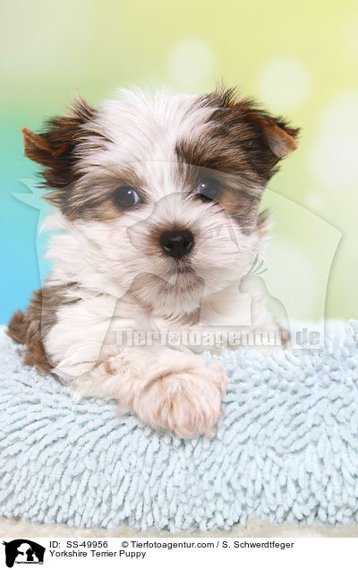 Yorkshire Terrier Puppy / SS-49956