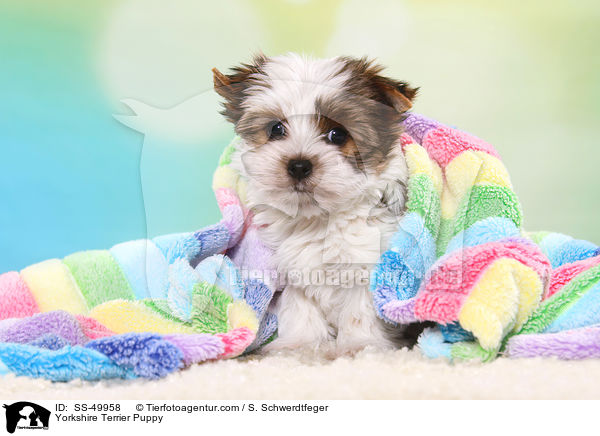 Yorkshire Terrier Puppy / SS-49958