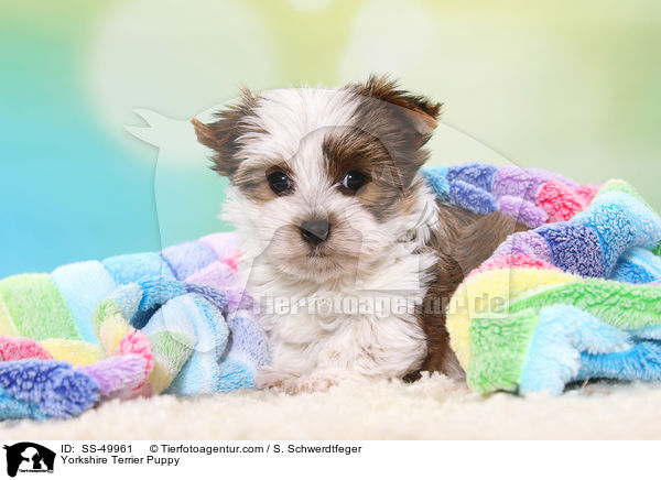 Yorkshire Terrier Puppy / SS-49961