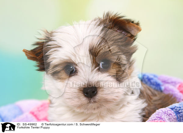 Yorkshire Terrier Puppy / SS-49962