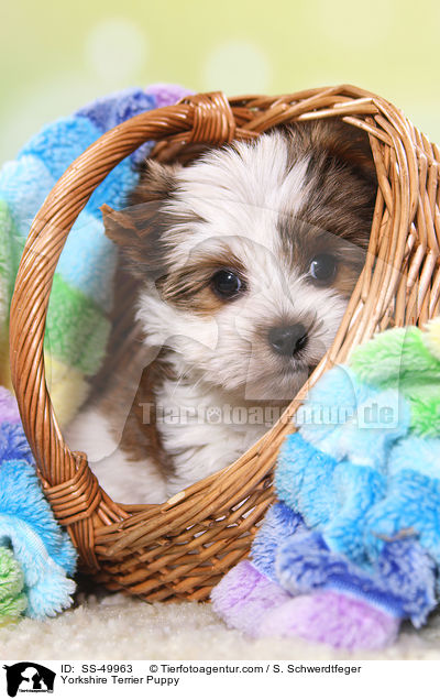 Yorkshire Terrier Puppy / SS-49963