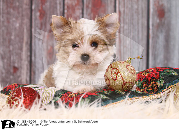 Yorkshire Terrier Puppy / SS-49966