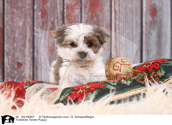 Yorkshire Terrier Puppy / SS-49967