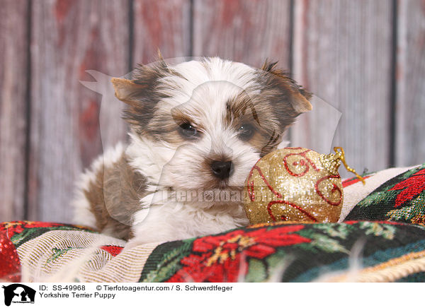 Yorkshire Terrier Welpe / Yorkshire Terrier Puppy / SS-49968