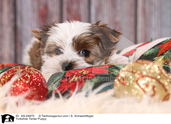Yorkshire Terrier Puppy / SS-49970