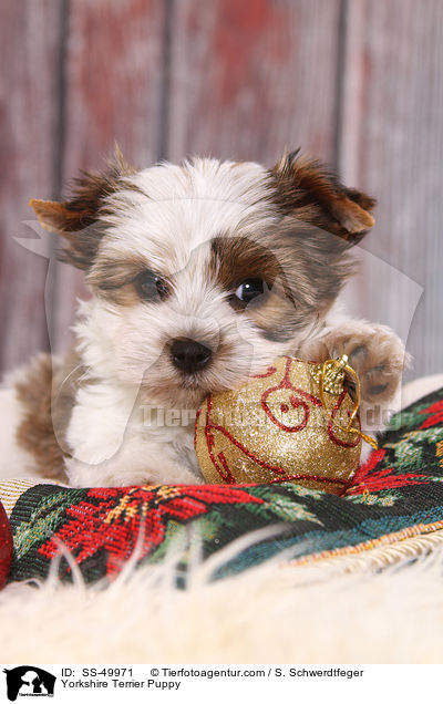 Yorkshire Terrier Puppy / SS-49971