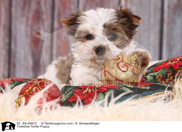 Yorkshire Terrier Puppy / SS-49972