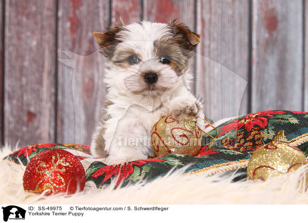 Yorkshire Terrier Puppy / SS-49975