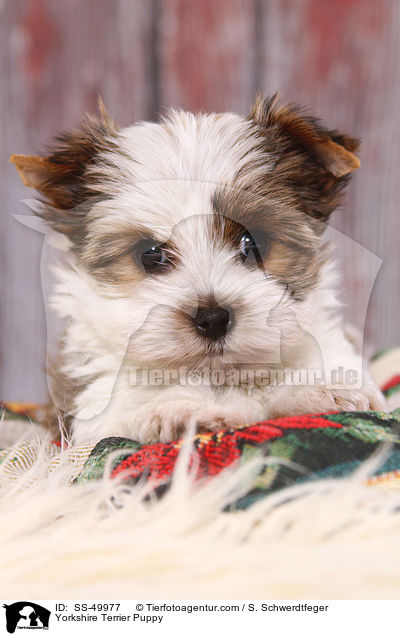 Yorkshire Terrier Welpe / Yorkshire Terrier Puppy / SS-49977