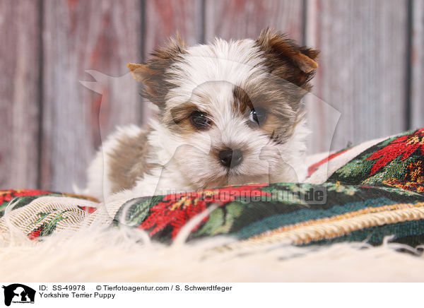 Yorkshire Terrier Welpe / Yorkshire Terrier Puppy / SS-49978