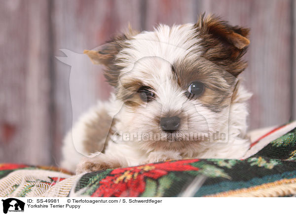 Yorkshire Terrier Welpe / Yorkshire Terrier Puppy / SS-49981