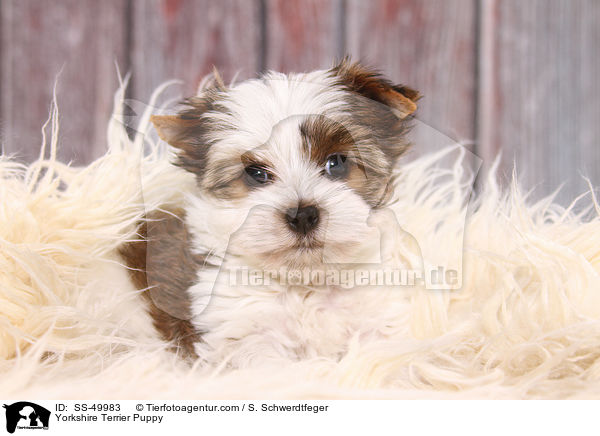 Yorkshire Terrier Puppy / SS-49983