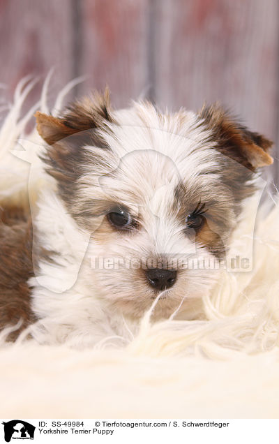 Yorkshire Terrier Puppy / SS-49984