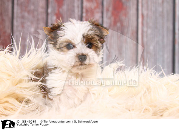 Yorkshire Terrier Puppy / SS-49985