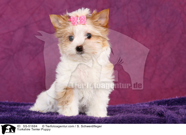 Yorkshire Terrier Puppy / SS-51684