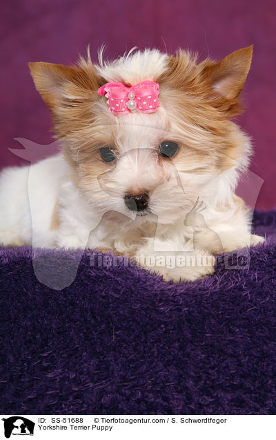 Yorkshire Terrier Puppy / SS-51688