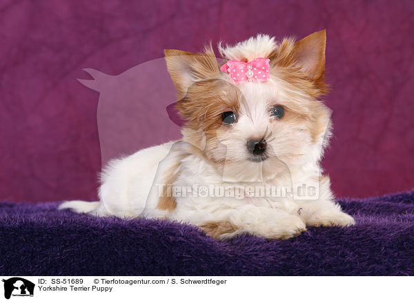 Yorkshire Terrier Puppy / SS-51689