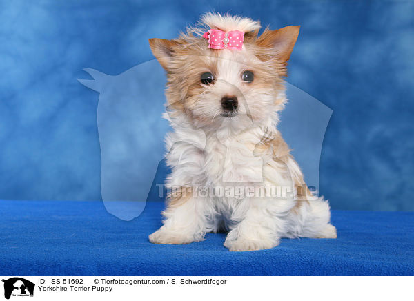 Yorkshire Terrier Puppy / SS-51692