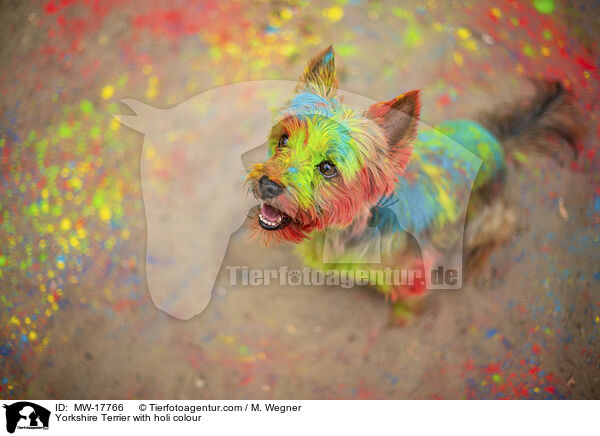 Yorkshire Terrier with holi colour / MW-17766