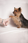 Yorkshire Terrier gives paw