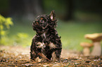 Yorkshire Terrier Puppy