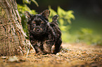 Yorkshire Terrier Puppy