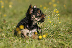 Yorkshire Terrier Puppy