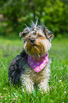 sitting Yorkshire Terrier