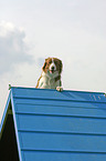 Border Collie at Agility