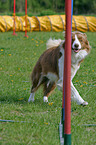 Border Collie at Slalom