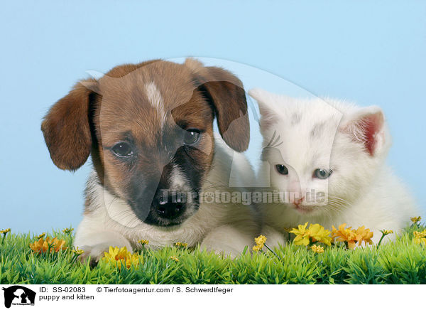 puppy and kitten / SS-02083