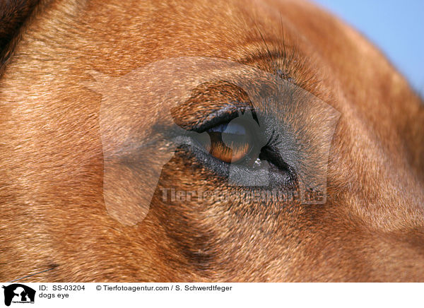 dogs eye / SS-03204
