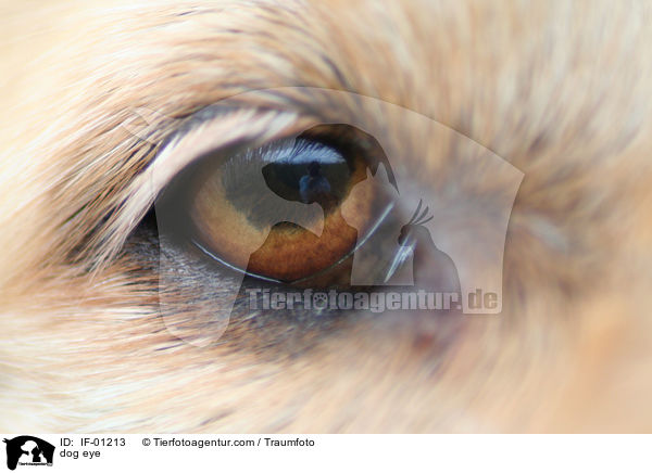 dog eye / IF-01213